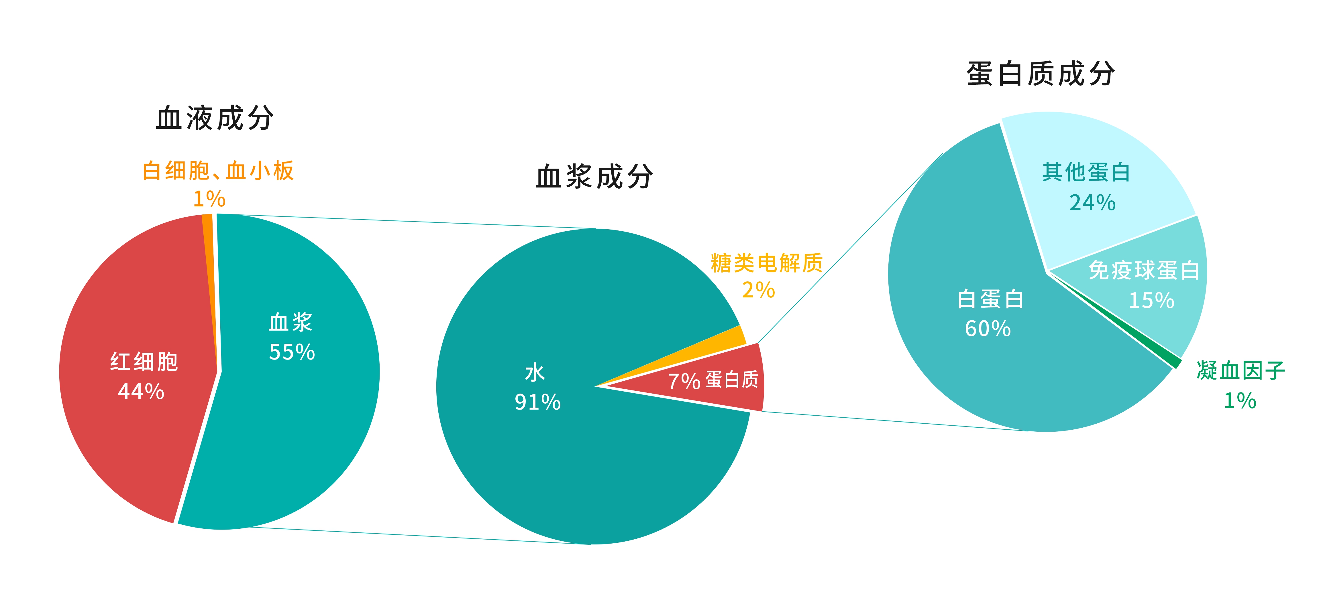 血液成分組成.jpg